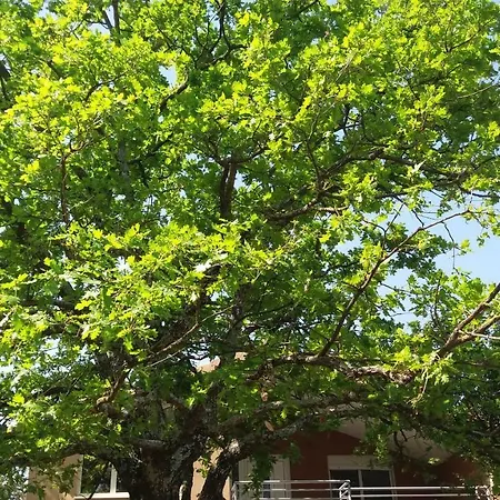 公寓 Ruza 斯瑞瑟尔